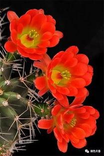 神人爆料仙人掌视频大全,仙人掌视频大全，带你领略奇特的植物世界